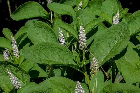 Phytolacca americana plant with white flower spikes and green leaves