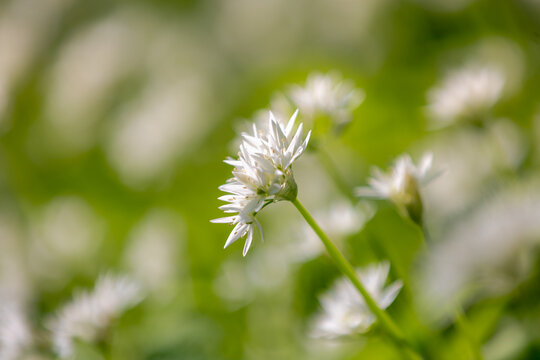 Selective focus white flowers of Allium ursinum, Ramsons (Daslook) in the forest, Edible wild leek or wood garlic vegetable, Flowering plant in the amaryllis family Amaryllidaceae, Natural background.