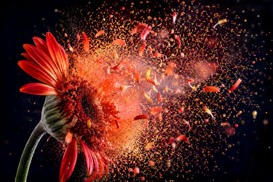 Dynamic explosion of gerbera daisy flower with orange particles on black background.