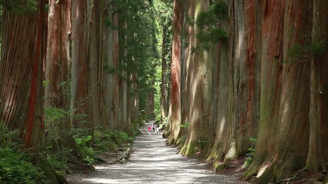 戸隠神社奥社参道杉並木