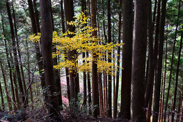 Fototapeta premium 丹沢の仏果山 紅葉の森 クロモジの黄色 