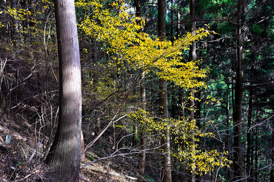 丹沢の仏果山　紅葉の森　クロモジの黄色
