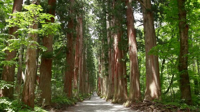 戸隠神社奥社参道杉並木