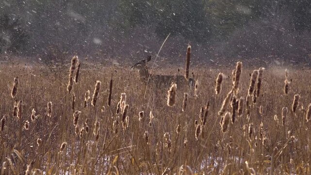A single white-tailed deer looking directly forward and stopping it's foot while framed by tall, blurry grass and cattails during a heavy winter snowfall in a field.