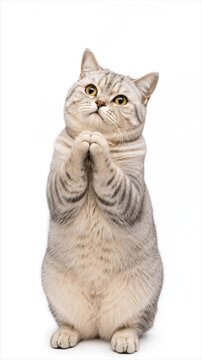 Please reaction British shorthair cat with paws together, vertical video on white background