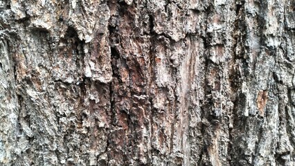 Fototapeta premium tree bark texture close up