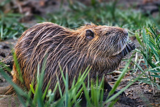 Coypu nutria in Saintes-Maries-de-la-Mer, Camargue, France