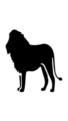 Fototapeta premium Lion
