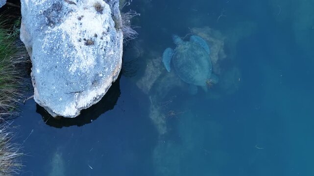 An aerial view, captured by drone, of a loggerhead sea turtle (Caretta caretta) gliding through crystal-clear turquoise waters.