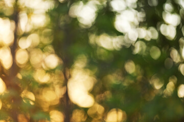 Naklejka premium Blurred view of sun shining through trees in forest. Bokeh effect