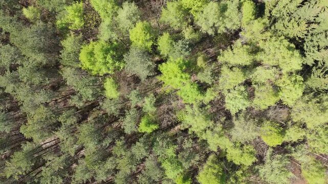 Aerial top-down texture of a mixed forest with bright spring green foliage and dark pines