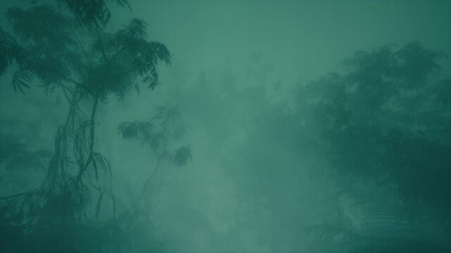 Rain In The Forest 11