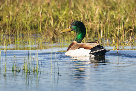 Mallard drake (Anas platyrhynchos) swimming among emergent reeds at McCoy Flat Reservoir, Lassen County, California.