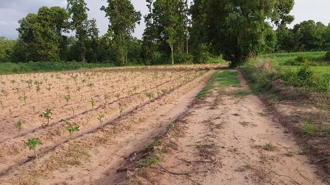 Agricultural Field in Thailand
