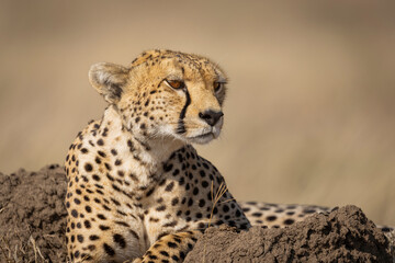 Cheetah on termite mound in Serengeti, Tanzania © Robert