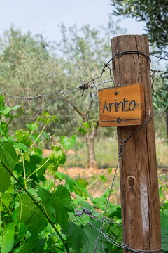 Schild mit der Aufschrift Arinto