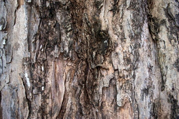Obraz premium tree bark texture