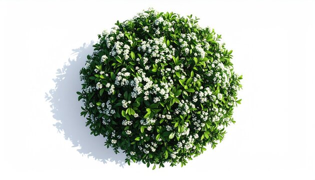 Perfectly spherical lush green bush adorned with tiny white blossoms