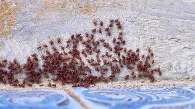 4K macro video of red Bark Lice Nymphs cluster swarming on a house concrete wall. Dense colony of Psocoptera bugs grouping together.