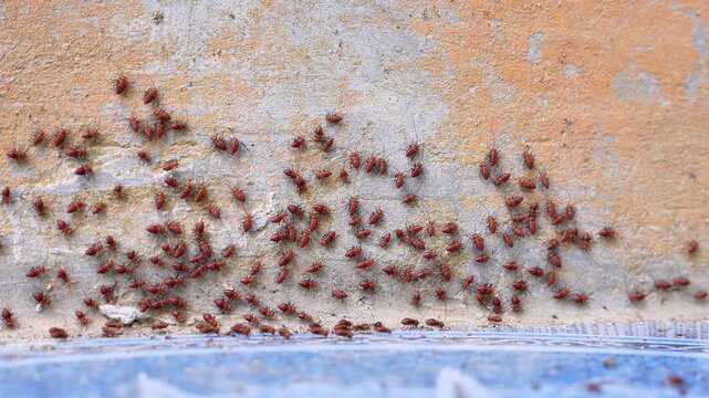 4K macro video of red Bark Lice Nymphs cluster swarming on a house concrete wall. Dense colony of Psocoptera bugs grouping together.