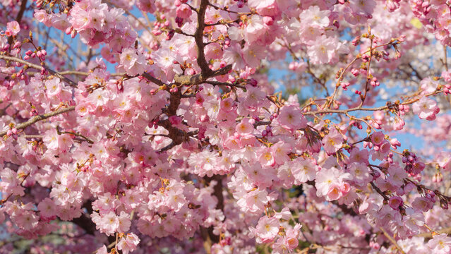 Pink Cherry Blossom in Spring