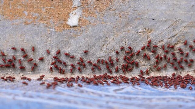 4K macro video of red Bark Lice Nymphs cluster swarming on a house concrete wall. Dense colony of Psocoptera bugs grouping together.