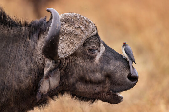 Buffalo with oxpecker in Ngorongoro Crater, Tanzania