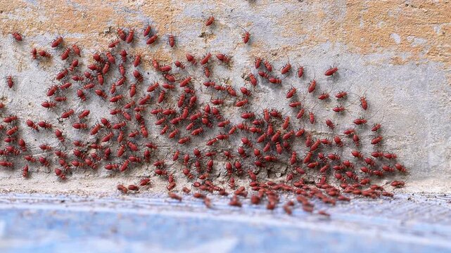 4K macro video of red Bark Lice Nymphs cluster swarming on a house concrete wall. Dense colony of Psocoptera bugs grouping together.