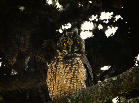 A wild Stygian Owl (Asio stygius) perched calmly on a forest branch in daylight, making direct eye contact with the camera. 