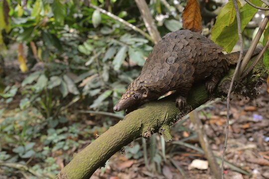 Long-tailed pangolin (Phataginus tetradactyla), Mangamba, Littoral Province, Cameroon