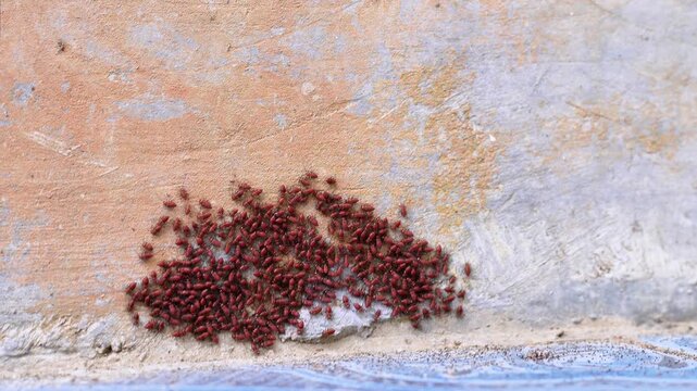4K macro video of red Bark Lice Nymphs cluster swarming on a house concrete wall. Dense colony of Psocoptera bugs grouping together.