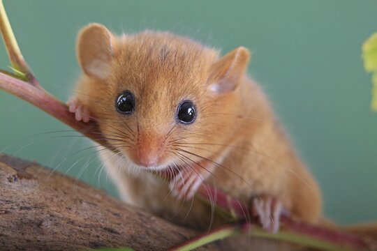 Hazel Dormouse, Common Dormouse (Muscardinus avellanarius), Oberbiel, Solms, Hesse, Germany