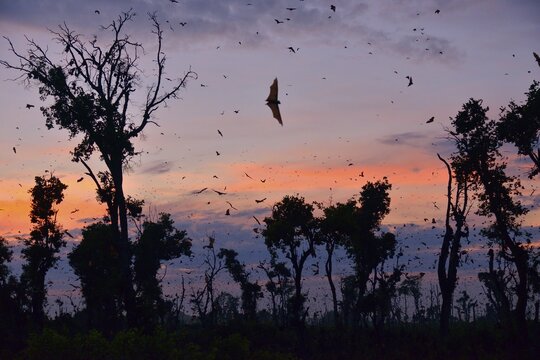 Straw-coloured Fruit Bats (Eidolon helvum), in flight at first light, Kasanka National Park, Zambia