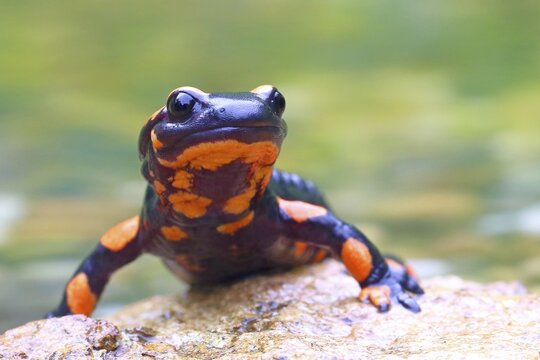 Orange Fire salamander (Salamandra salamandra), Rare colour variation, Solms, Hesse, Germany