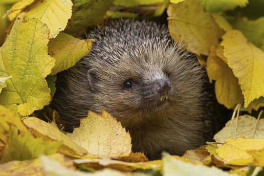 European hedgehog (Erinaceus europaeus) adult animal amongst fallen autumn leaves, Suffolk, England, United Kingdom