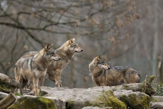 European gray wolf (Canis lupus) Wolf pack standing on a rock, captive