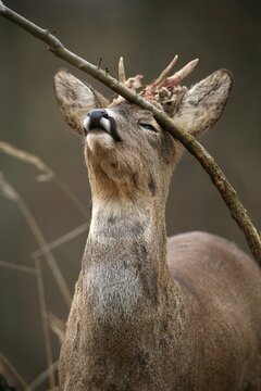 Roe deer buck (Capreolus capreolus), with velvet shreds, removing the velvet and marking