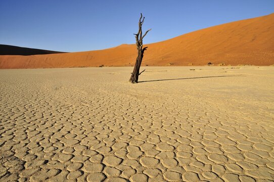 Dead tree in the Dead Vlei, Deadvlei clay pan in the morning light, Namib Desert, Namib-Naukluft National Park, Namibia, Africa