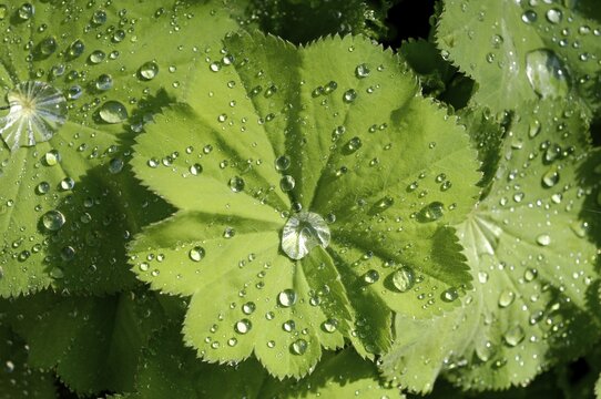Water drops on lady's mantle leave Alchemilla mollis