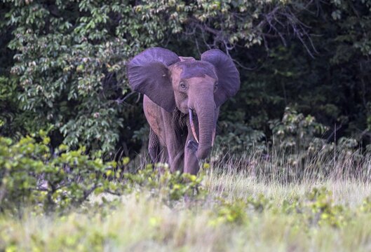 African forest elephant (Loxodonta cyclotis) in a clearing in Loango National Park, Parc National de Loango, Ogoou&eacute;-Maritime Province, Gabon