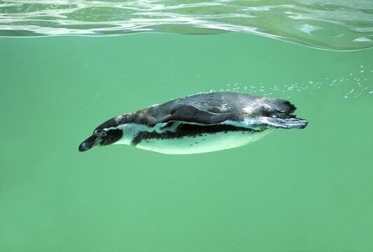 Swimming Magellanic Penguin ( Spheniscus magellanicus)