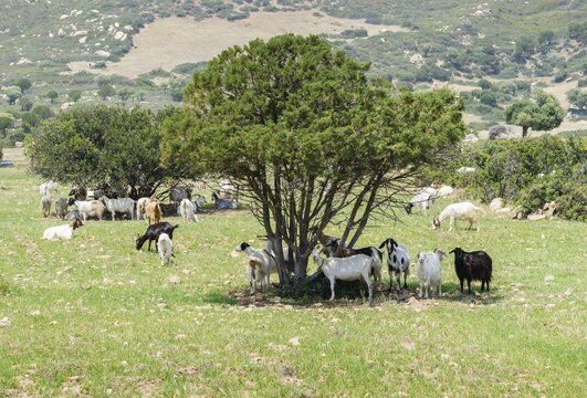 Goats (Capra) standing in the shade of cypress trees, Villasimius, Sardinia, Italy