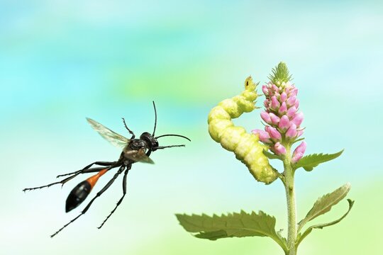 Red-banded sand wasp (Ammophila sabulosa), in flight on bloom of Speedwell (Veronica) with caterpillar of a Silver Y (Autographa Gamma), Germany