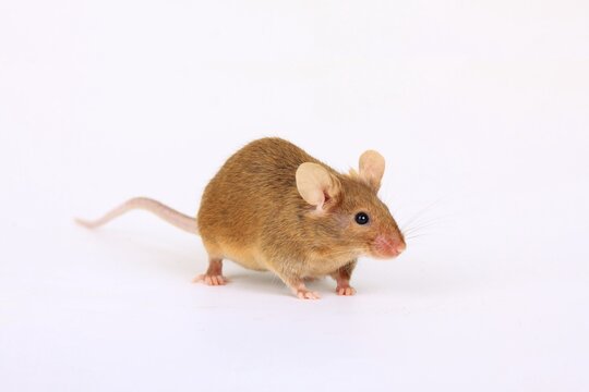 Fancy Mouse, a domesticated form of the House Mouse (Mus musculus)