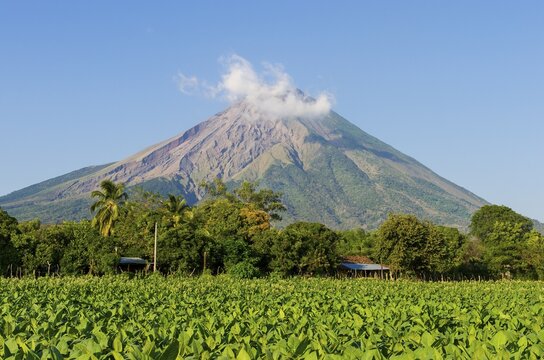 Tobacco field in front of the volcano Concepcion, Ometepe, Nicaragua Lake (Lago Cocibolca), Nicaragua