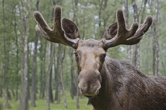 Eurasian elk (Alces alces alces), bull elk, portrait, captive, Germany