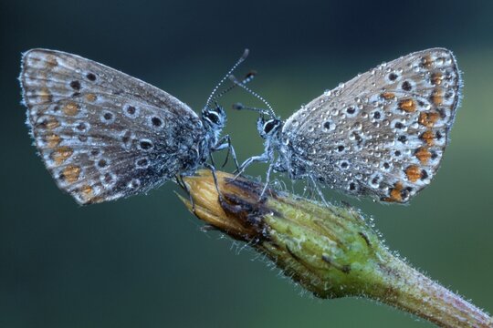 Two Common Blue butterflies (Polyommatus icarus) facing one another, North Tirol, Austria