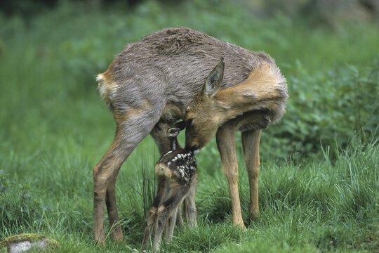 European Roe Deer (Capreolus capreolus) nursing young, fawn