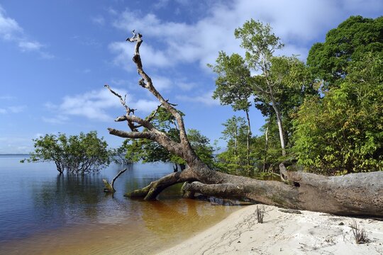 Tree trunk of a giant rainforest tree on the banks of the Amazon and Rio Solim&otilde;es, Mamiraua Sustainable Development Reserve, near Tefe, Amazonas State, Brazil