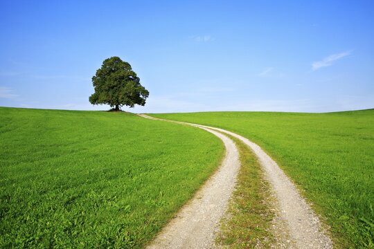 Field path through green fields leads to solitary linden tree (Tilia) on hill, blue sky, near Mindelheim, Allg&auml;u, Bavaria, Germany